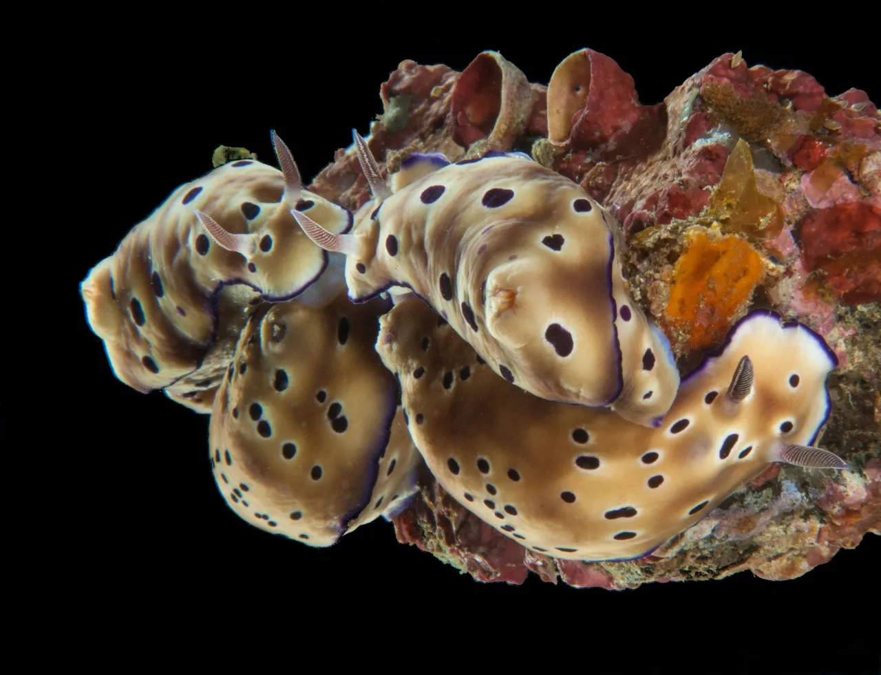 RisbeciaTryoniLembeh.JPG