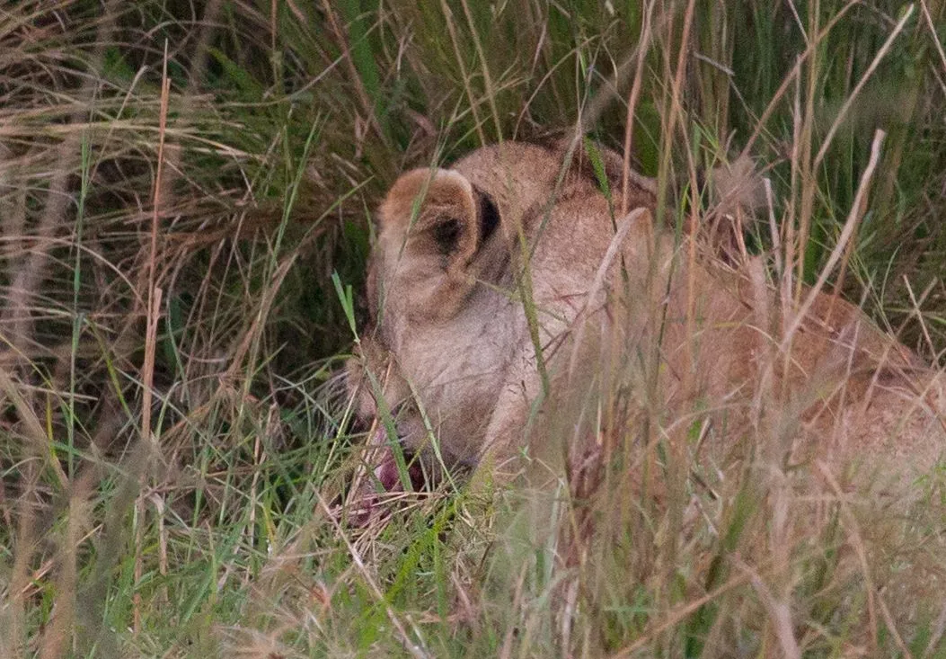 Day9 Mara Lion Safari Late (3 of 4).jpg