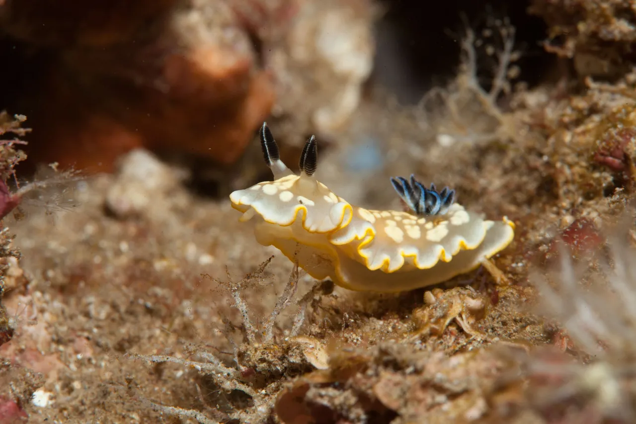 TurtleTownDive (26 of 44).jpg