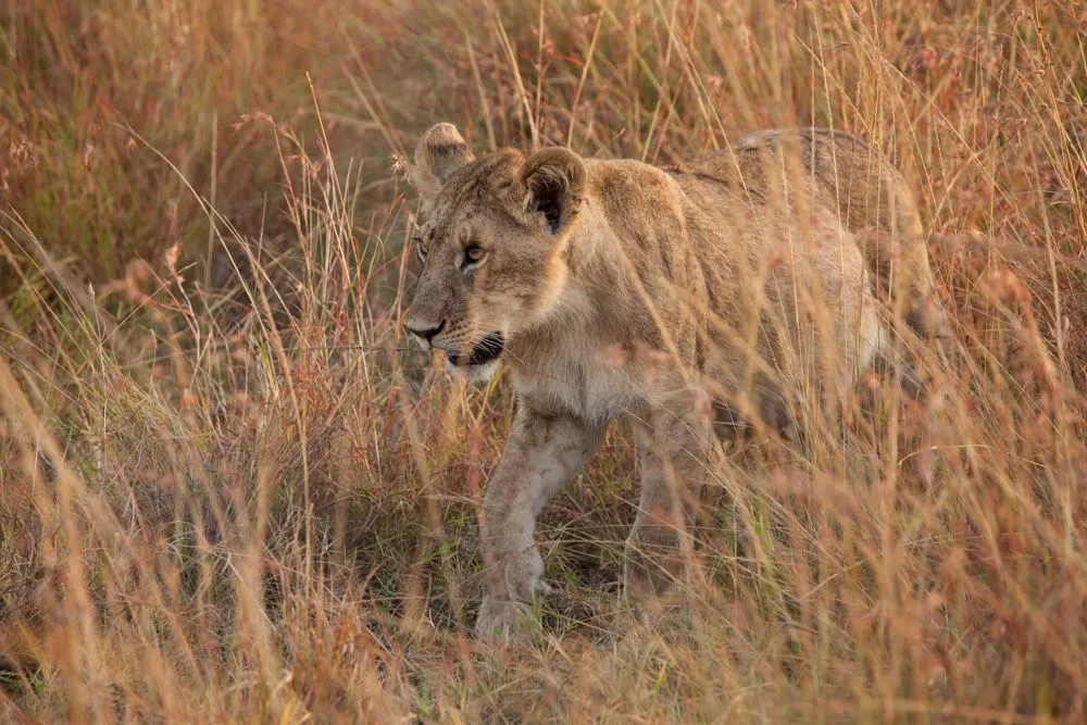 small Mara Day 2 (62 of 152).jpg