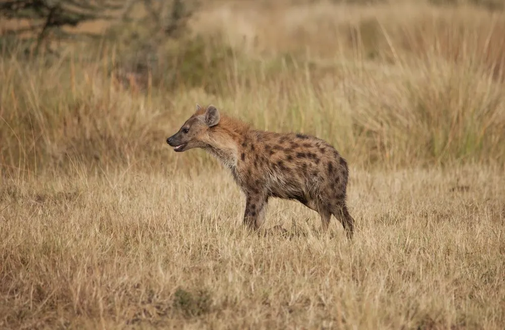 small Mara Day 4 (2 of 110).jpg