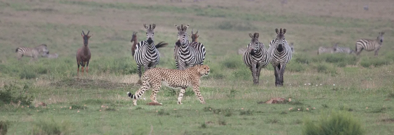 Day10 Serengeti Cheetah&Zebra (1 of 1).jpg