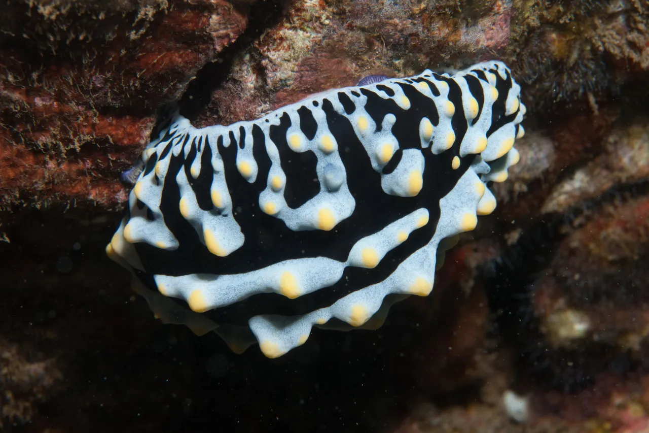 Ulua Dive (17 of 20).jpg
