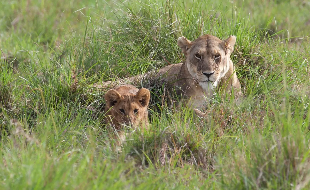 Day9 Mara Lion Safari Early (37 of 98).jpg