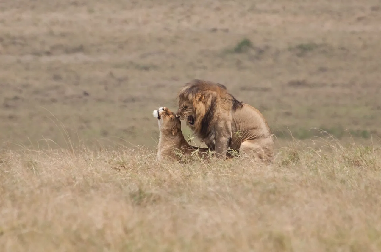 Day9 Mara Lion Safari (26 of 45).jpg