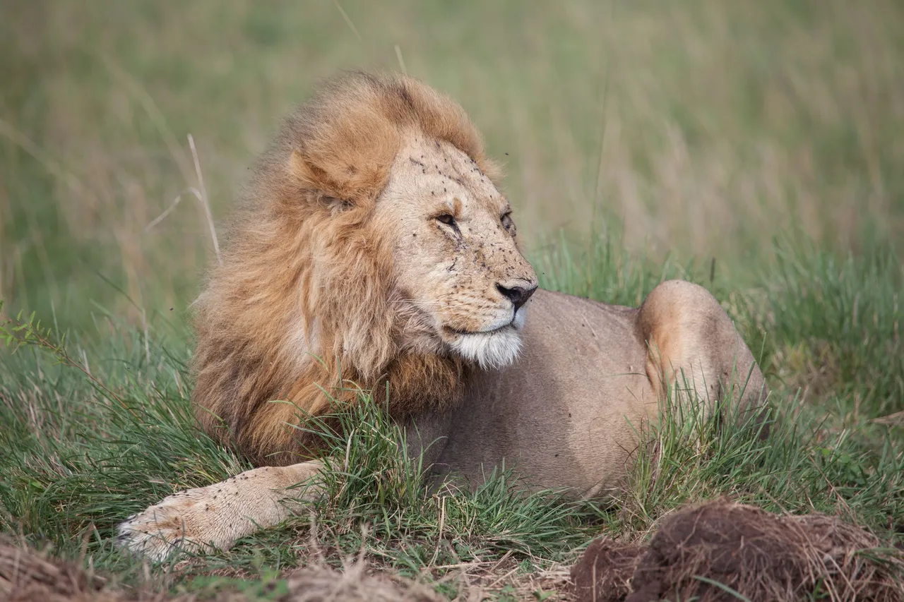 Day9 Mara Lion Safari (5 of 45).jpg