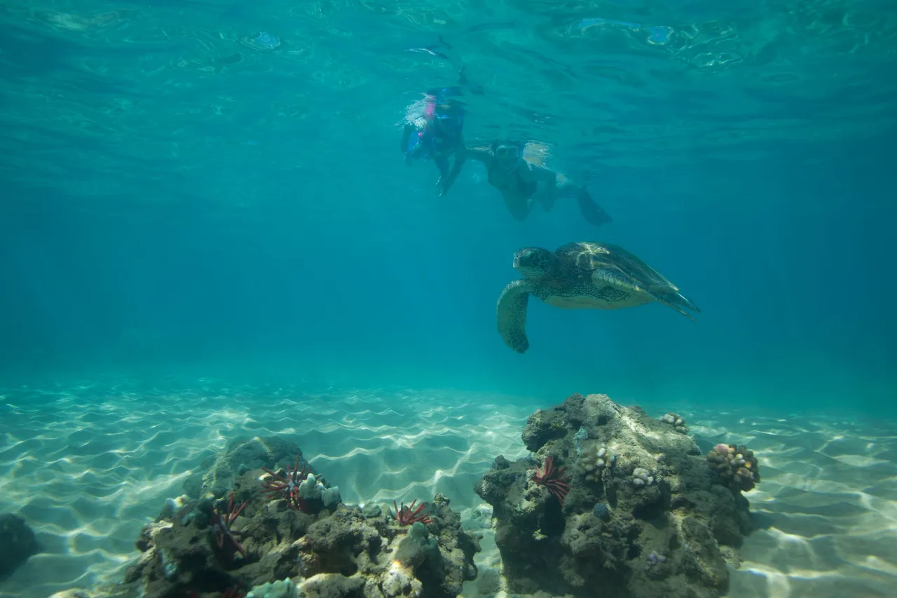 Maui Snorkel April 2025 (29 of 45).jpg