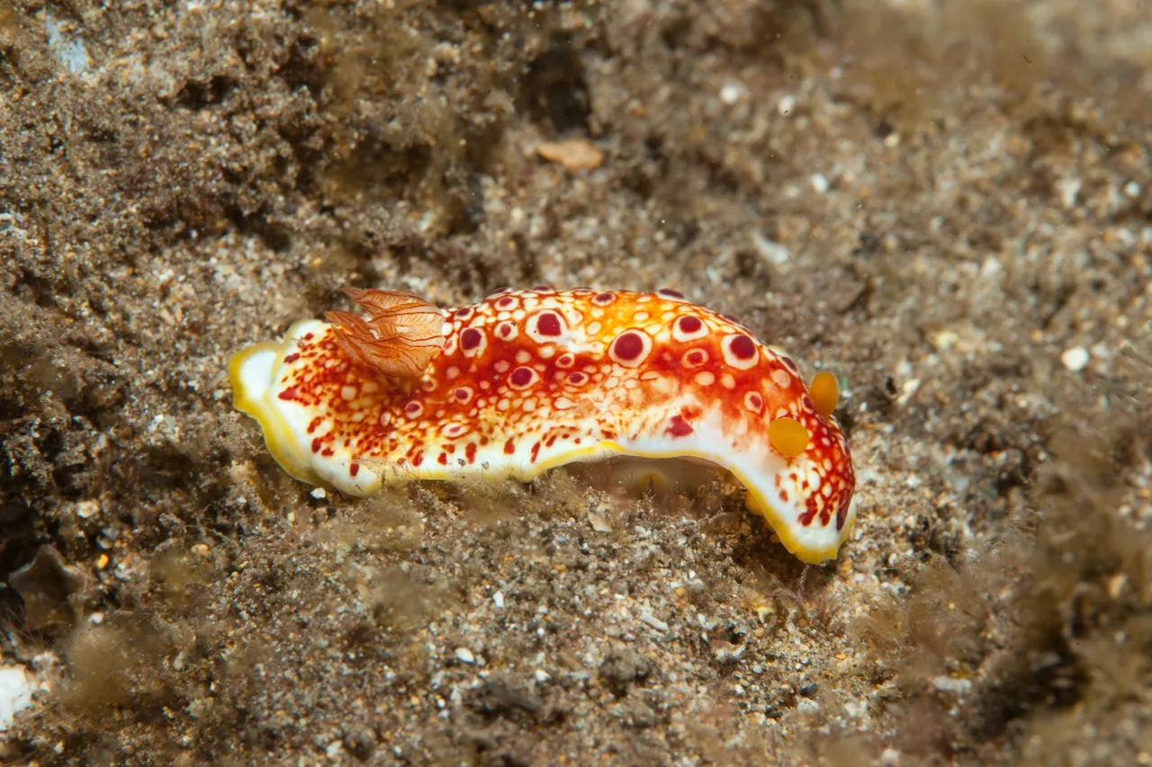 Ulua Dive (14 of 20).jpg