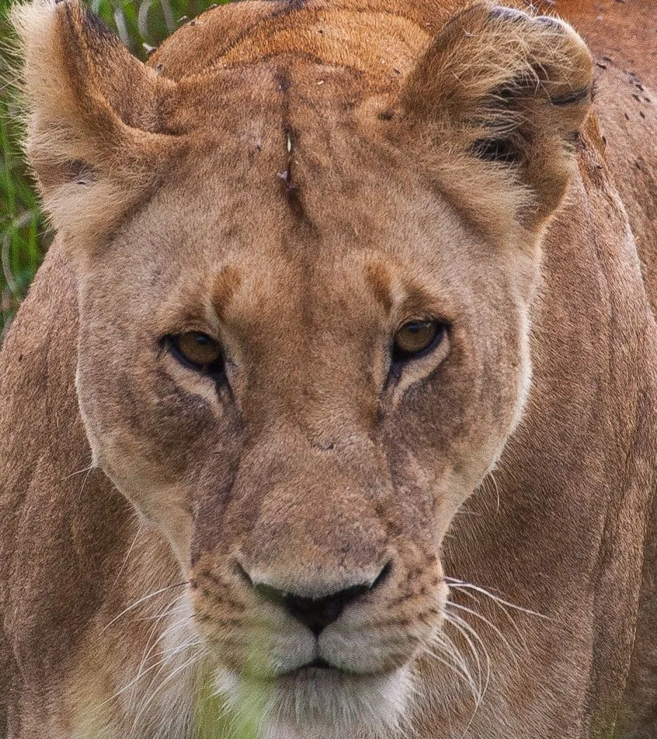 Day9 Mara Lion Safari Early (4 of 98).jpg