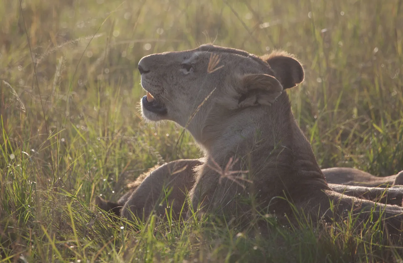 Day8 Mara Big Five Day (3 of 67).jpg