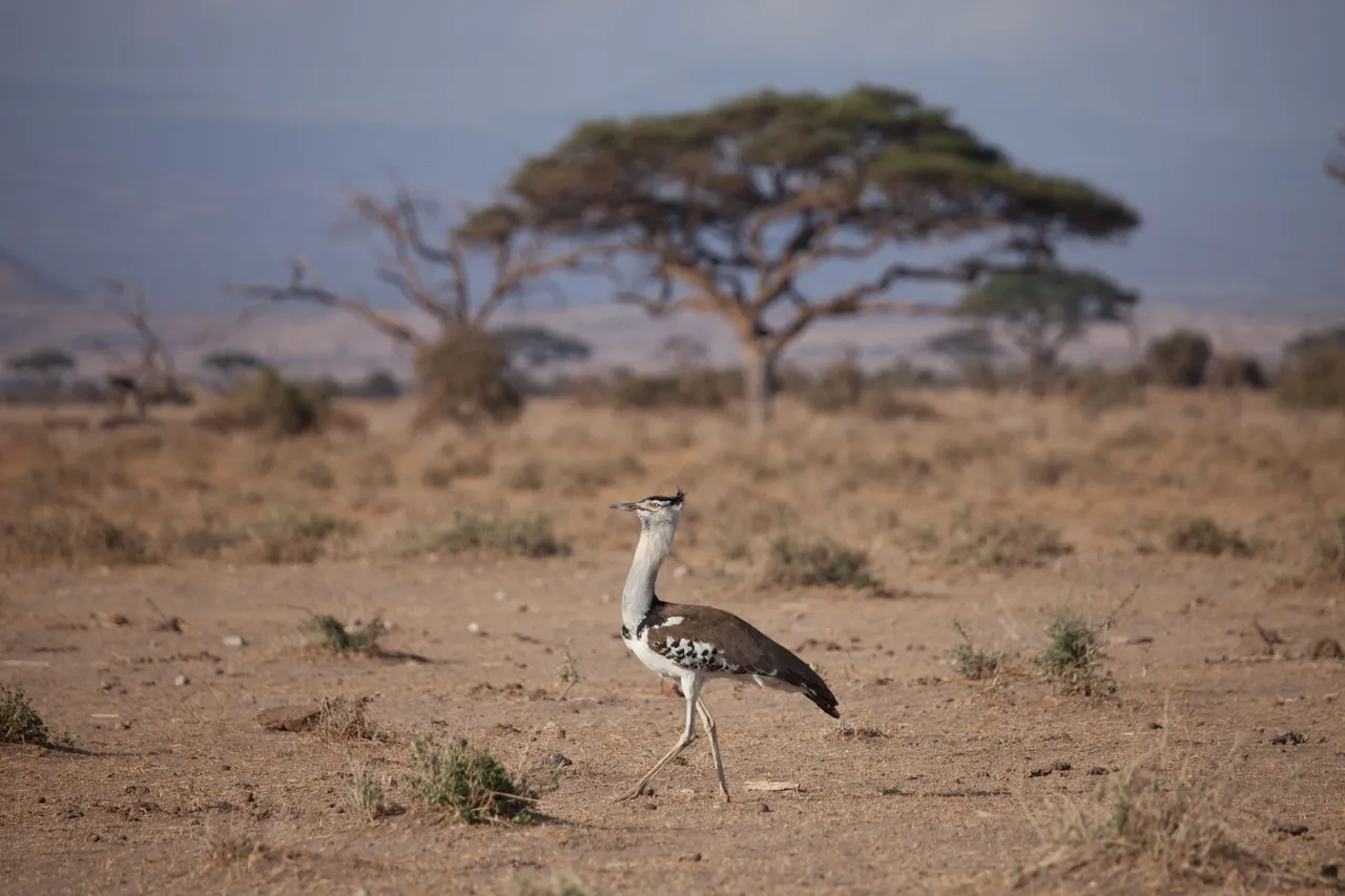 Day 5 Amboseli (66 of 68).jpg