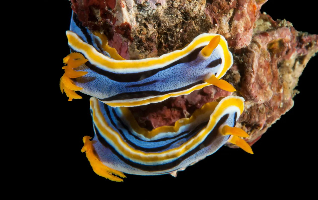 AnnasChromodoris.JPG