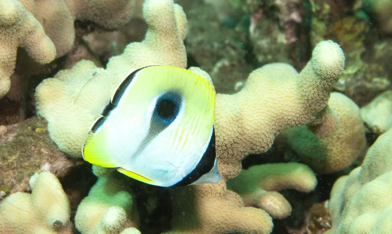Ulua Dive (20 of 20).jpg