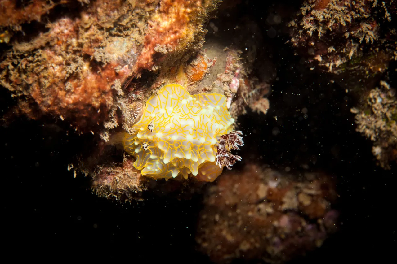 Ulua Dive (15 of 20).jpg