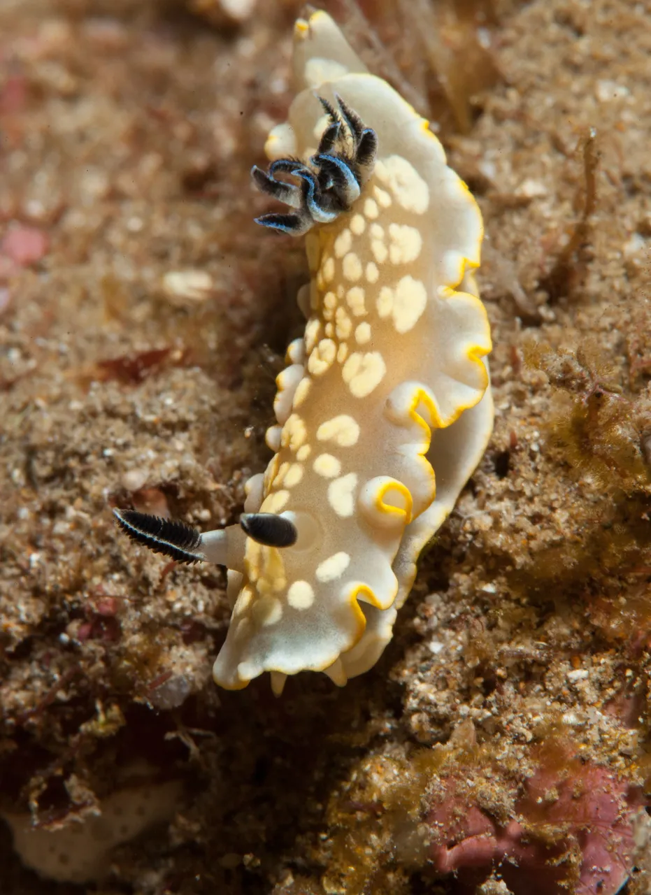 TurtleTownDive (23 of 44).jpg