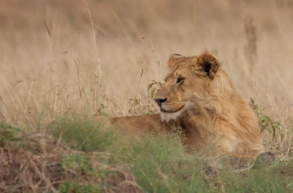 small Mara Day 2 (146 of 152).jpg
