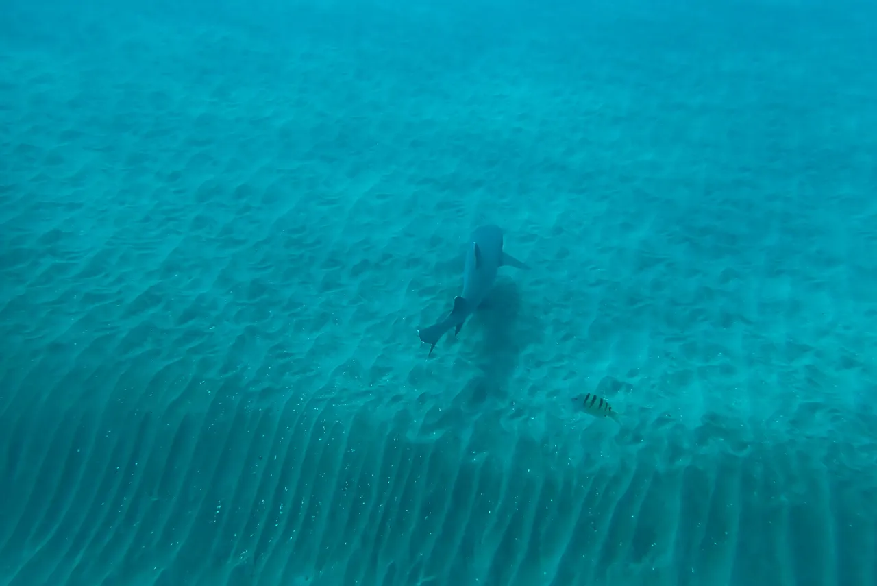 PB300187.JPG