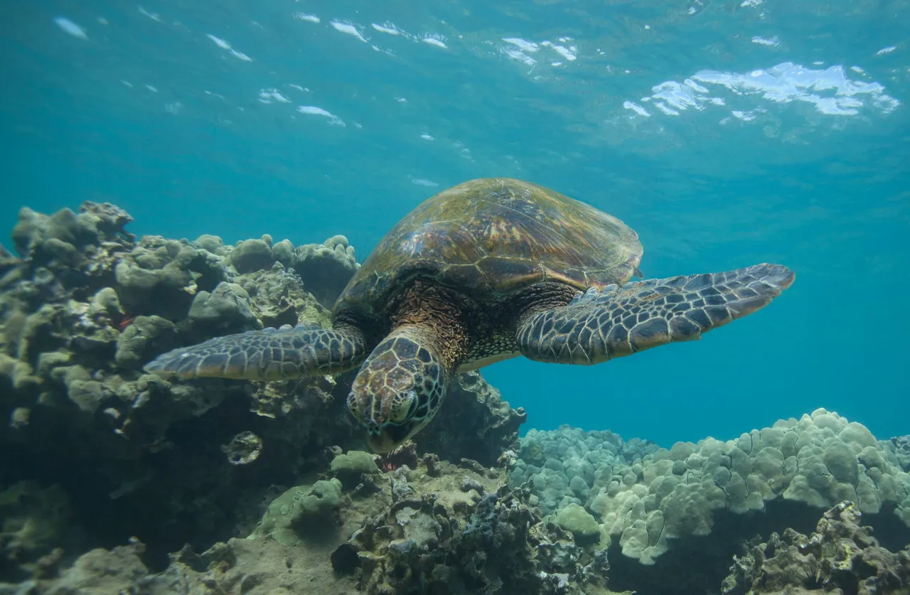 Maui Snorkel April 2025 (44 of 45).jpg