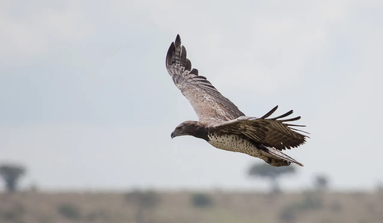 Day11 Serengeti (26 of 93).jpg