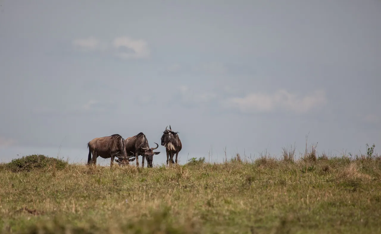 Day10 Serengeti (22 of 57).jpg