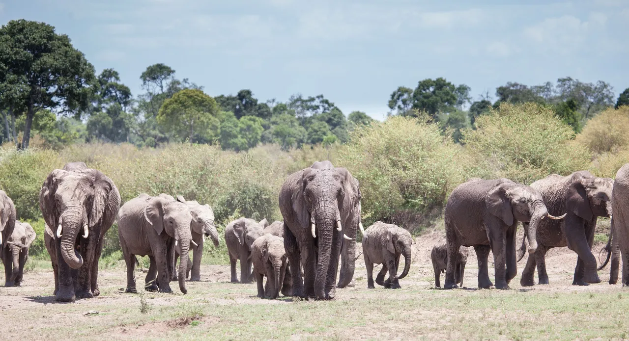 Day8 Mara Big Five Days (16 of 18).jpg