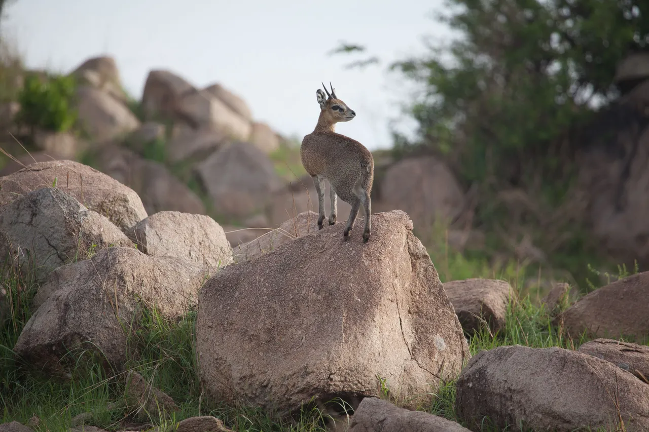 Day11 Serengeti (9 of 93).jpg