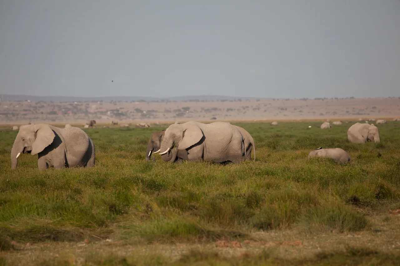 Day6 LateGameDriveAmboseli (7 of 18).jpg