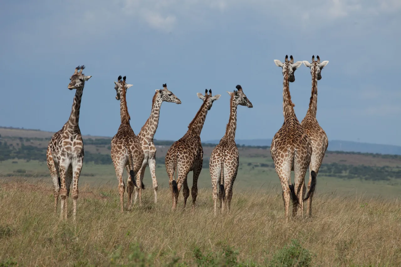 Day 8 Amboseli to Mara (15 of 37).jpg