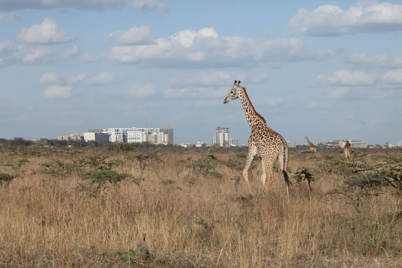 Day 1 Nairobi (43 of 64).jpg