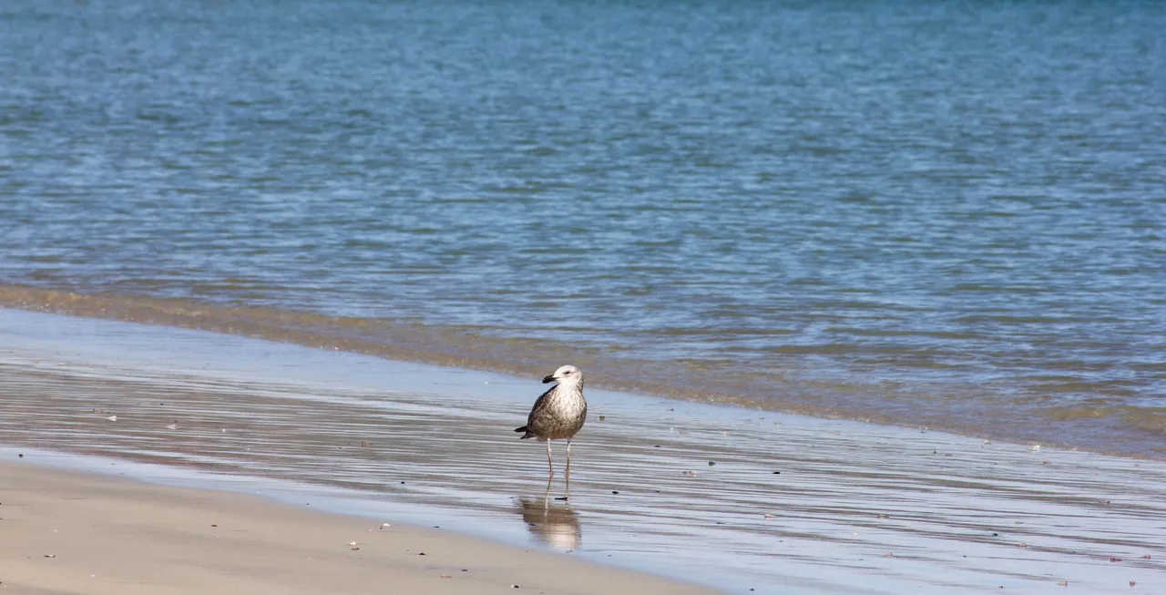 Sea Bird-1.jpg