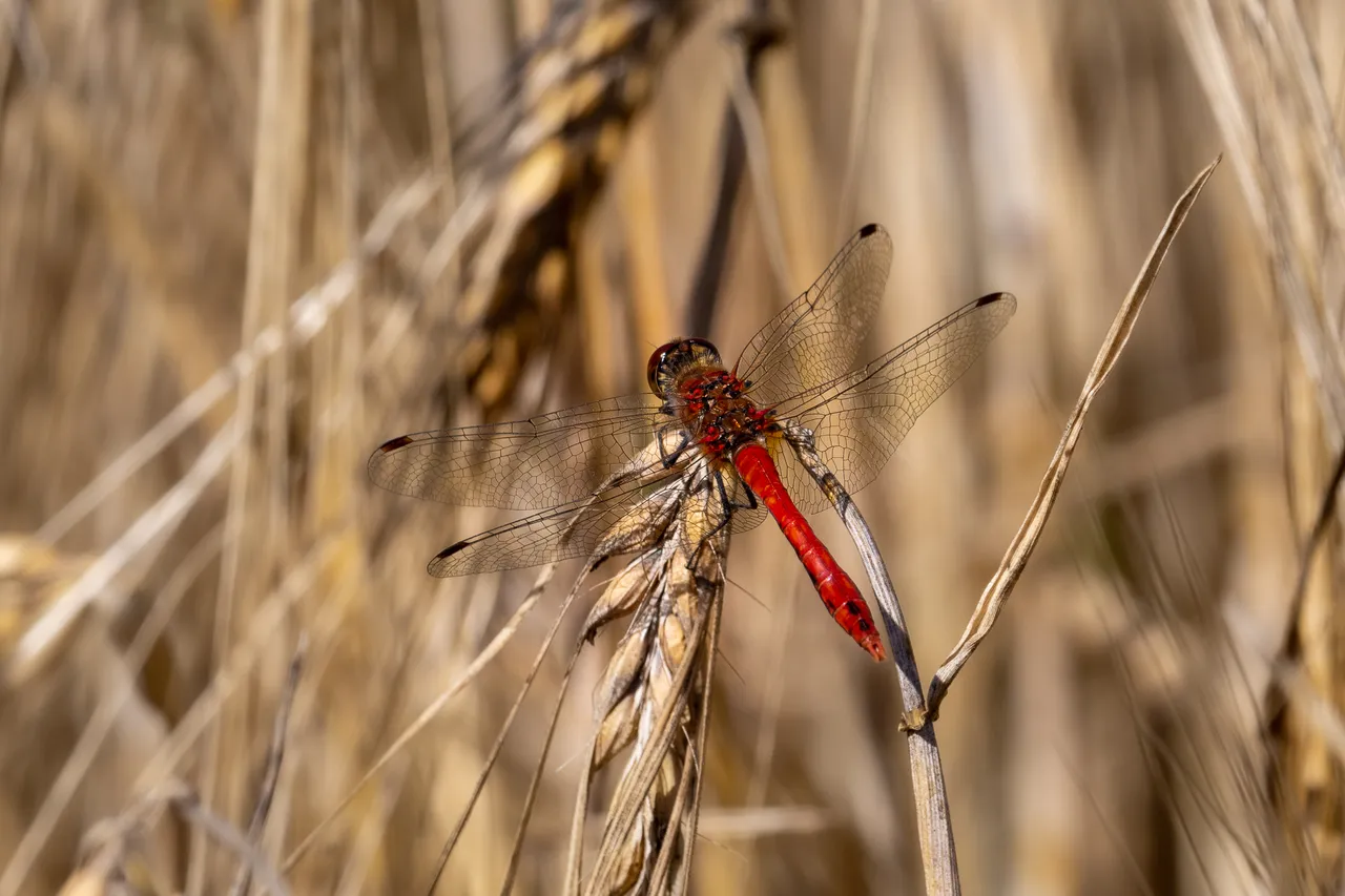 Blutrote Heidelibelle Sympetrum sanguineum_P1937682.jpg