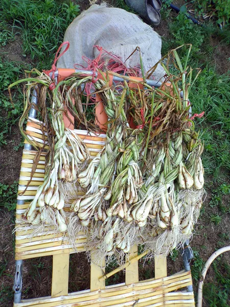 Shallots  washed and braided crop July 2020.jpg