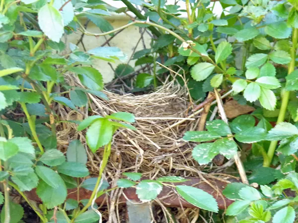 Robin's nest in 7 Sisters rose crop May 2020.jpg