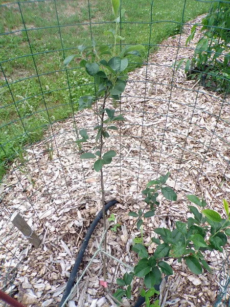 Little trees  11. .Juneberry crop July 2020.jpg