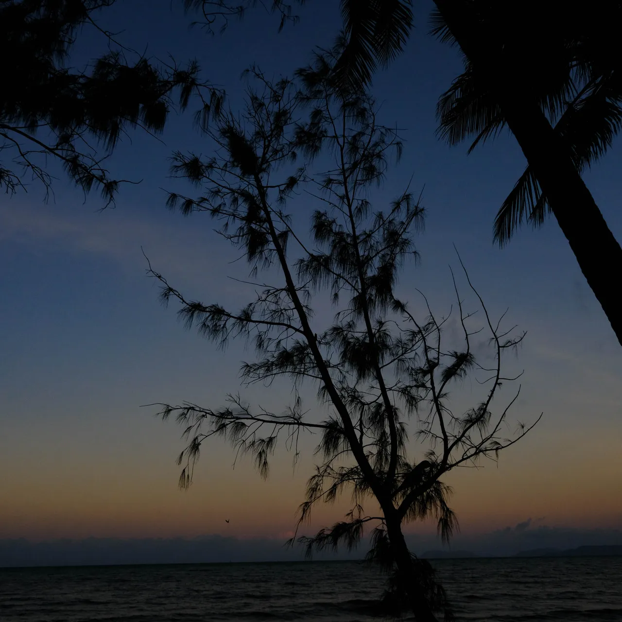 Palm Cove Palms 4.jpg