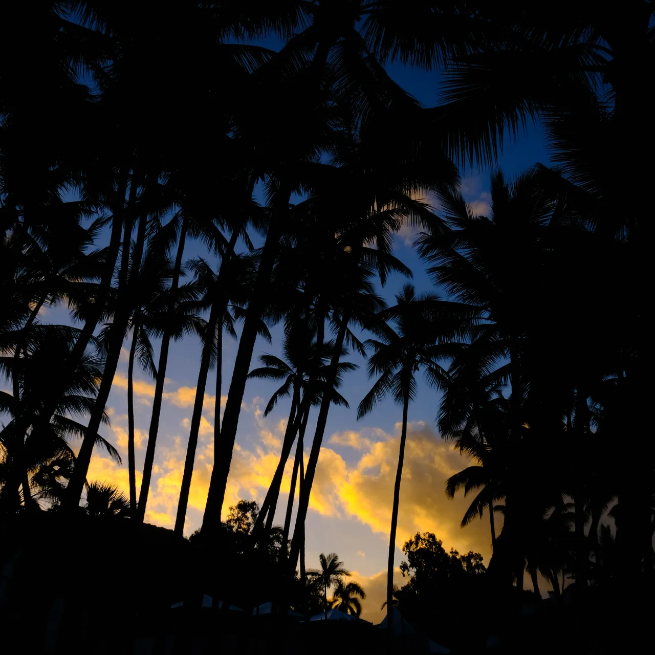 Palm Cove Palms 3.jpg