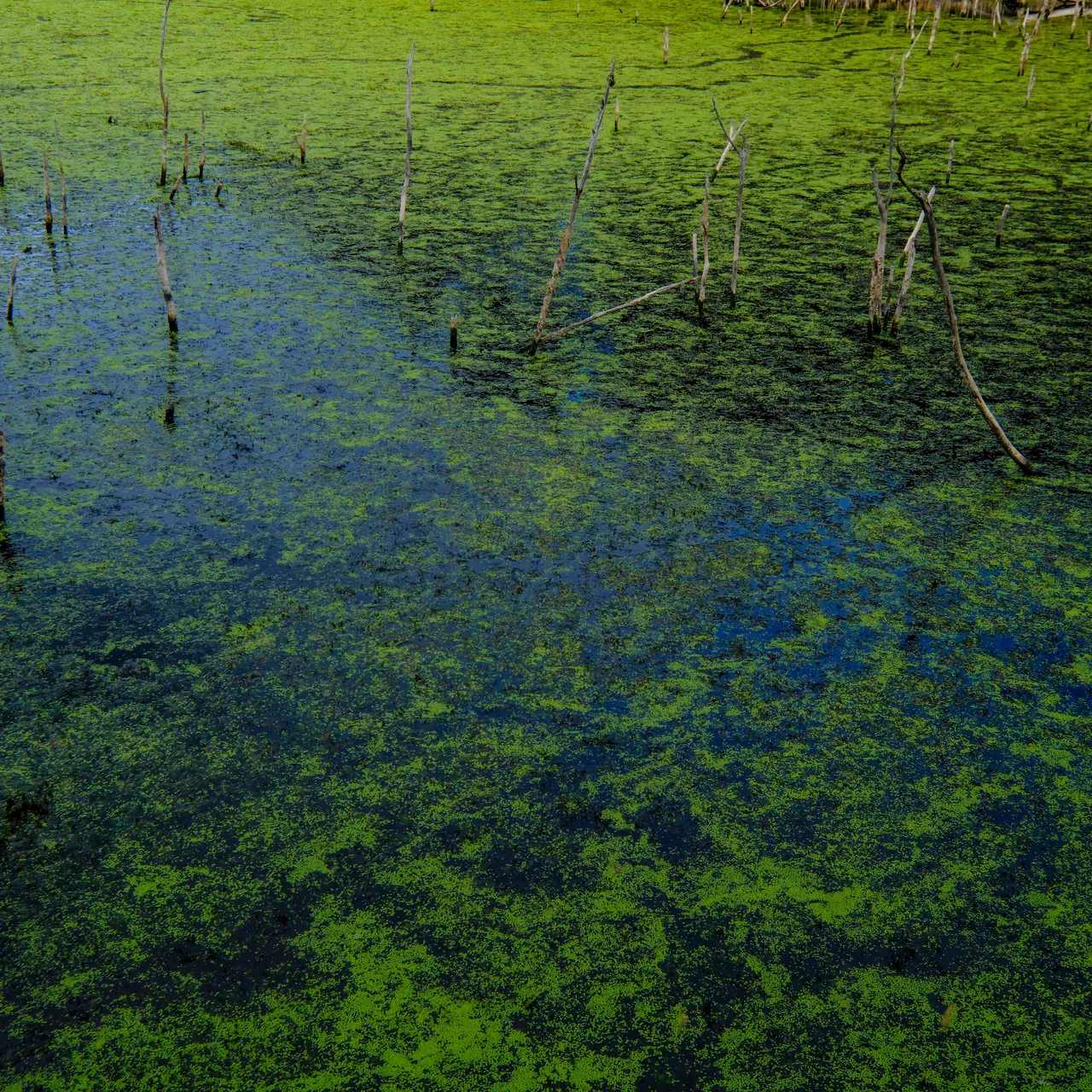 Waimangu - algae on lake 3.jpg