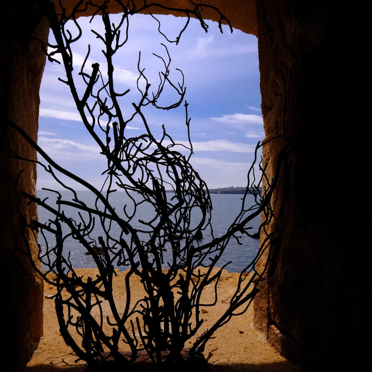 Tree in Window.jpg