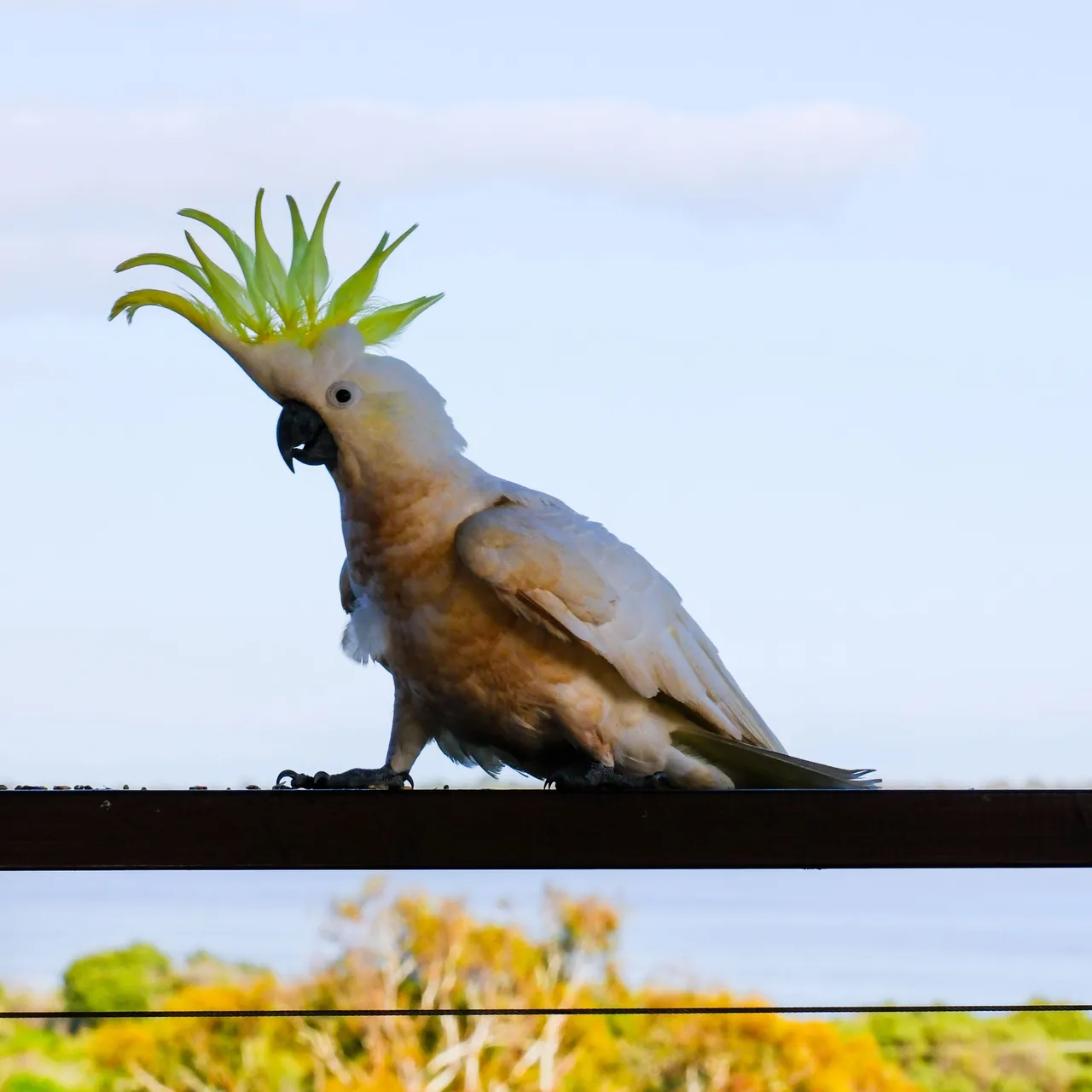 Cockatoo Mohawk (1 of 1).jpg