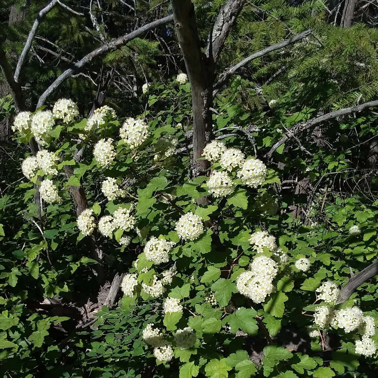 pacific ninebark shrub.jpg