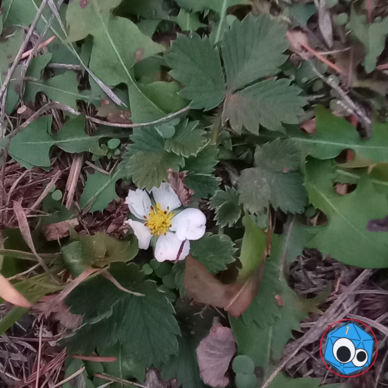 the last strawberry.jpg