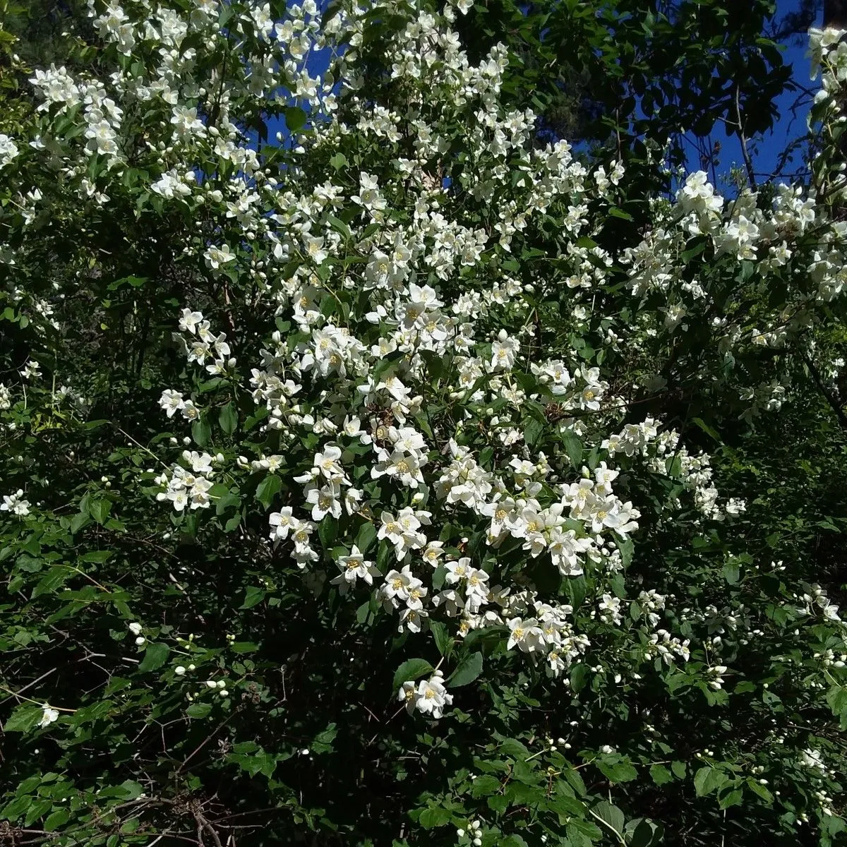 philadelphus_lewisii.jpg