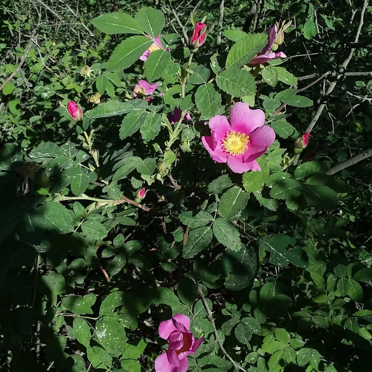 wildrose2.jpg