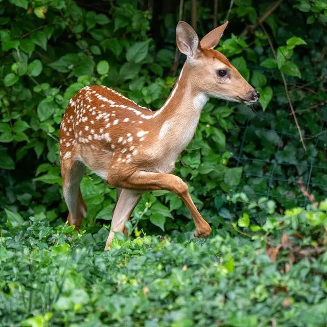 deer-gafb1bad76_640.jpg