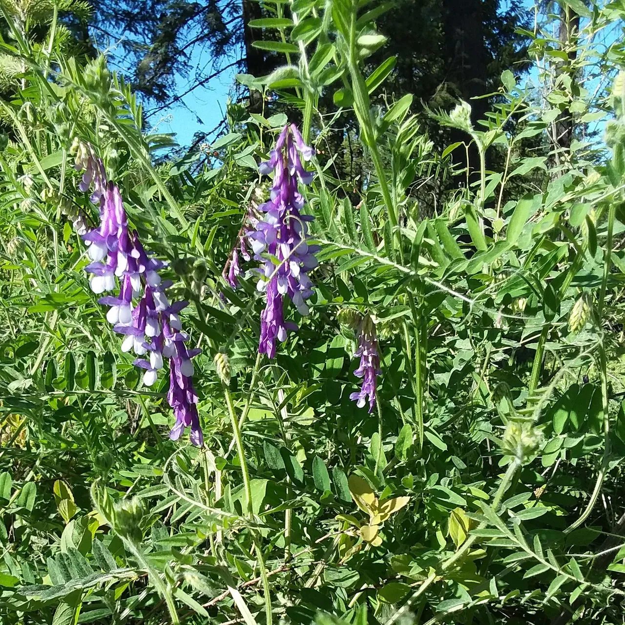 vetch.jpg