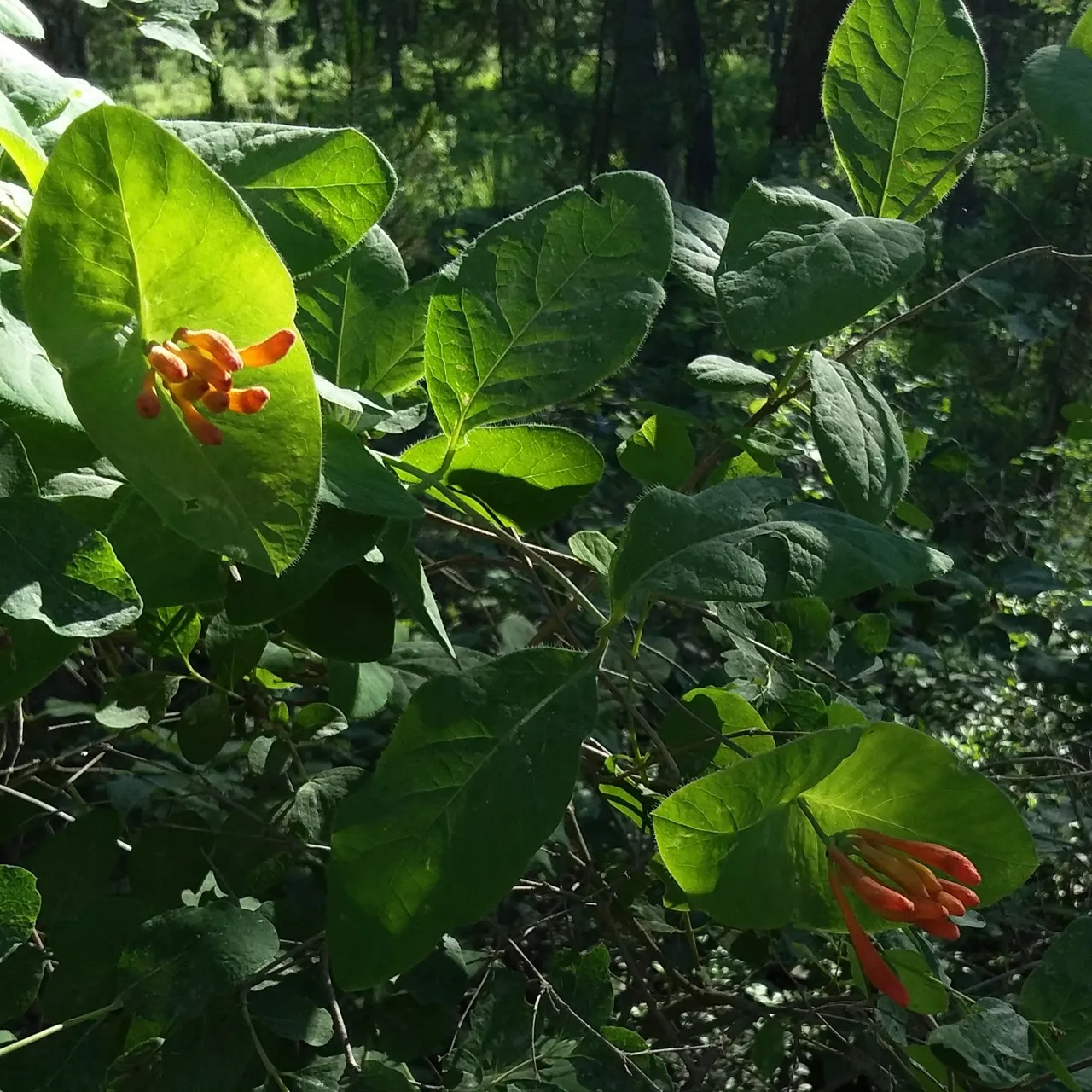 honeysuckle2.jpg