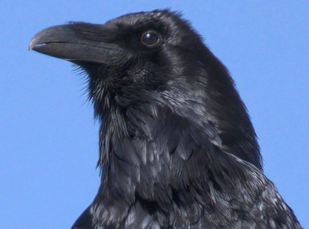 K-Crow-577-2021-03-27-Crop02.jpg