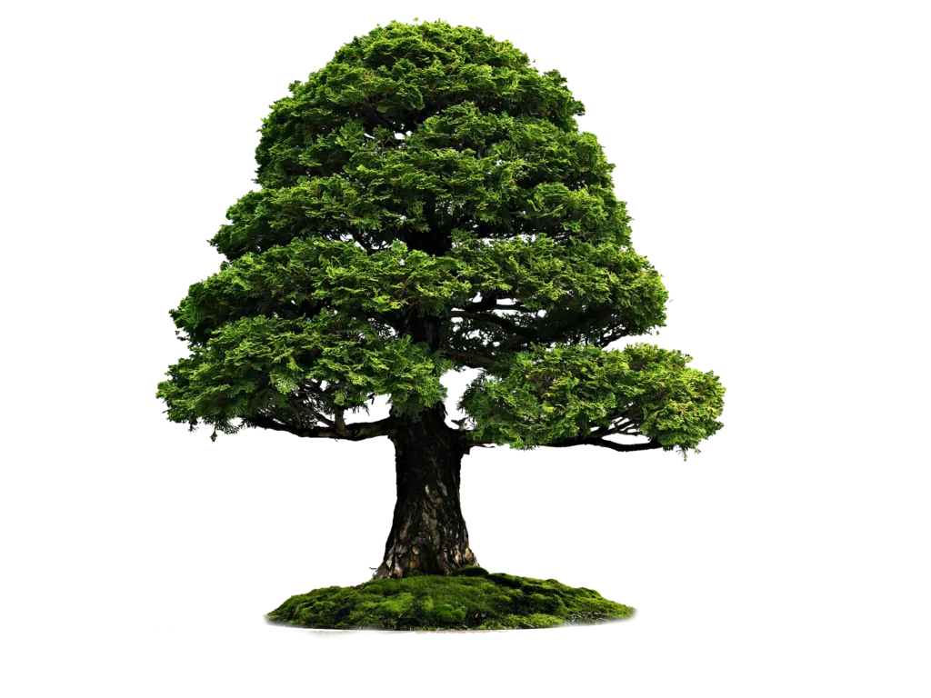 purepng.com-treetreewoodleavesbranches-1411527265822gfxt4.png