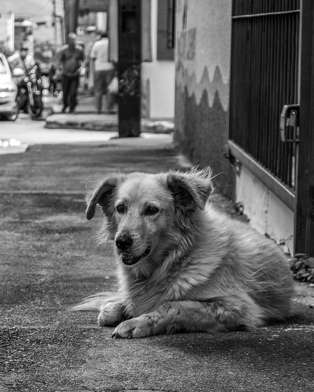 Dogs - B&W-3.jpg