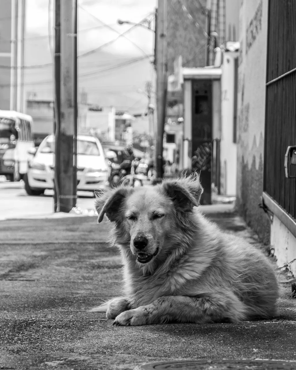 Dogs - B&W-2.jpg